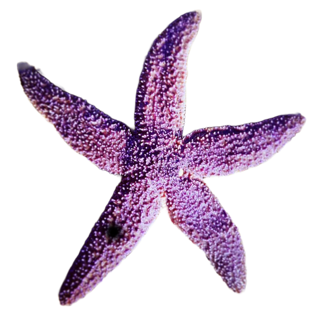 Akmonya Pansiyon Şarköy Logo